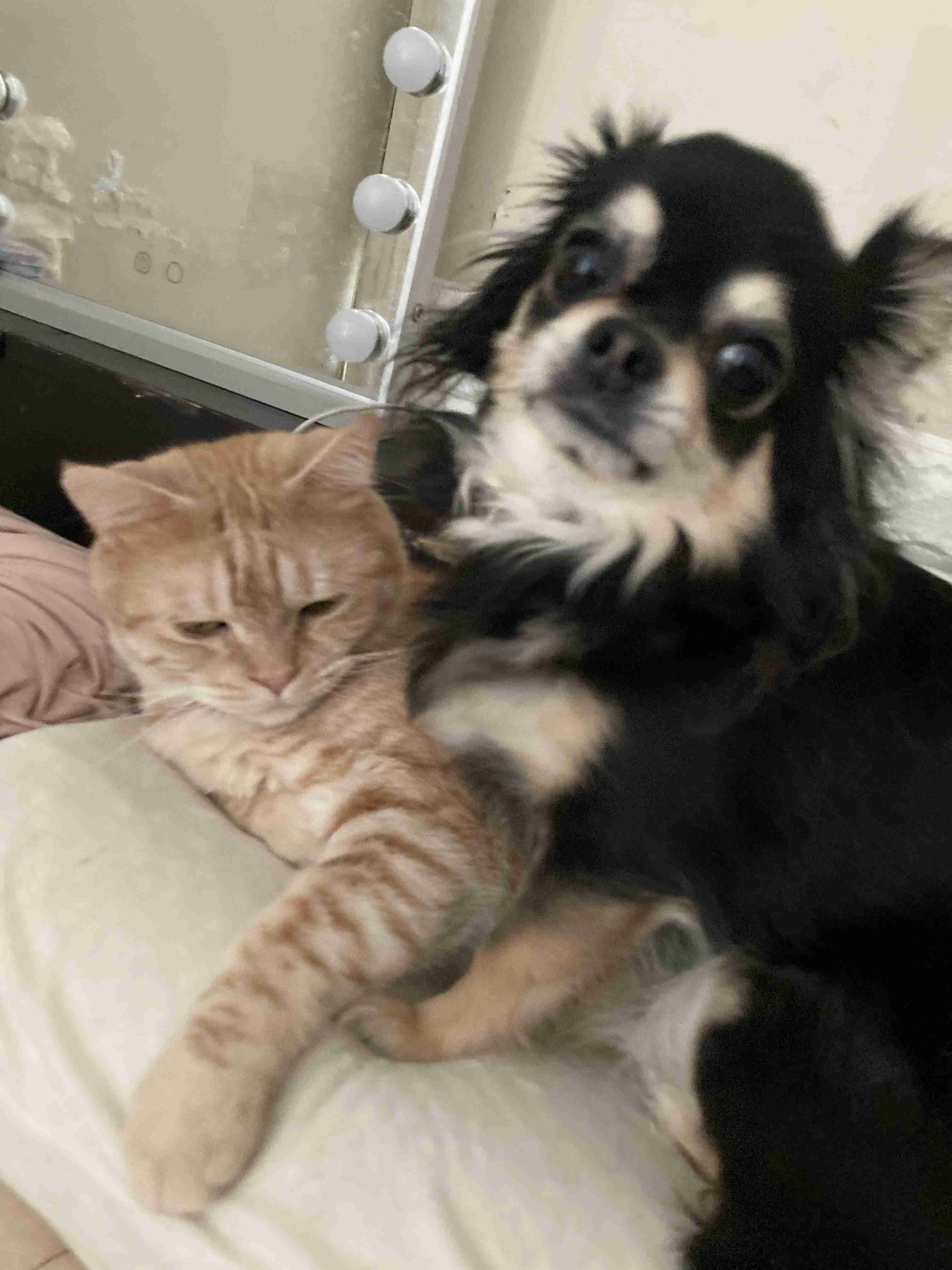 犬あるあるとにかく言いたい