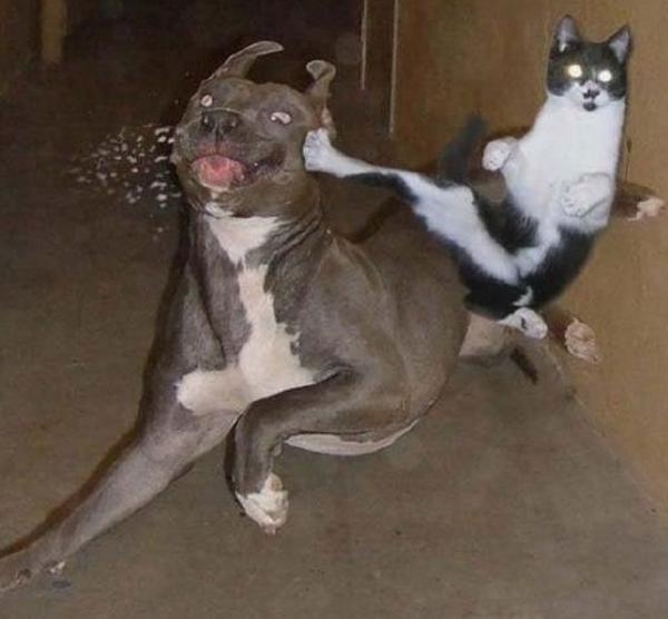 犬あるあるとにかく言いたい