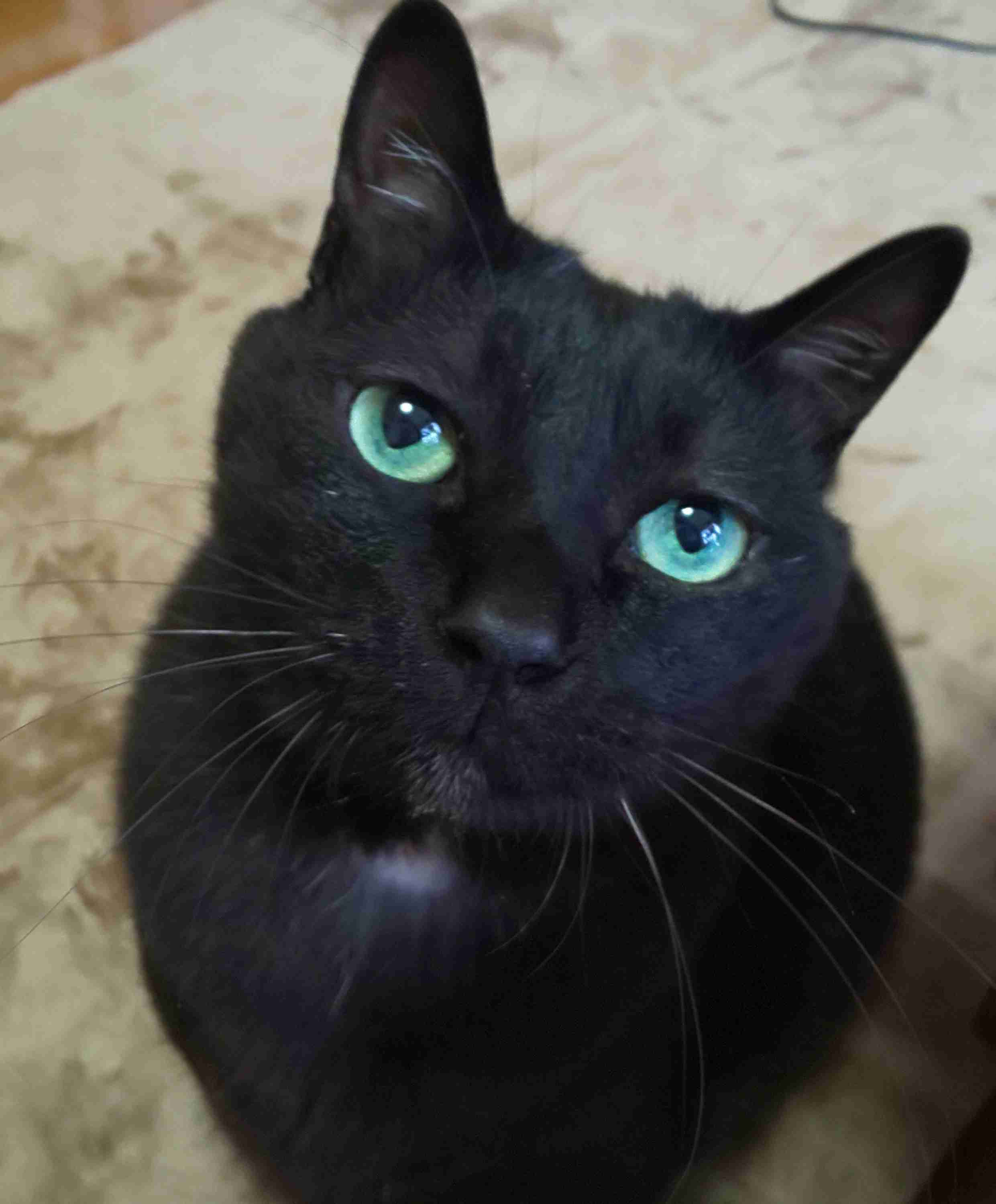 黒猫が好き！
