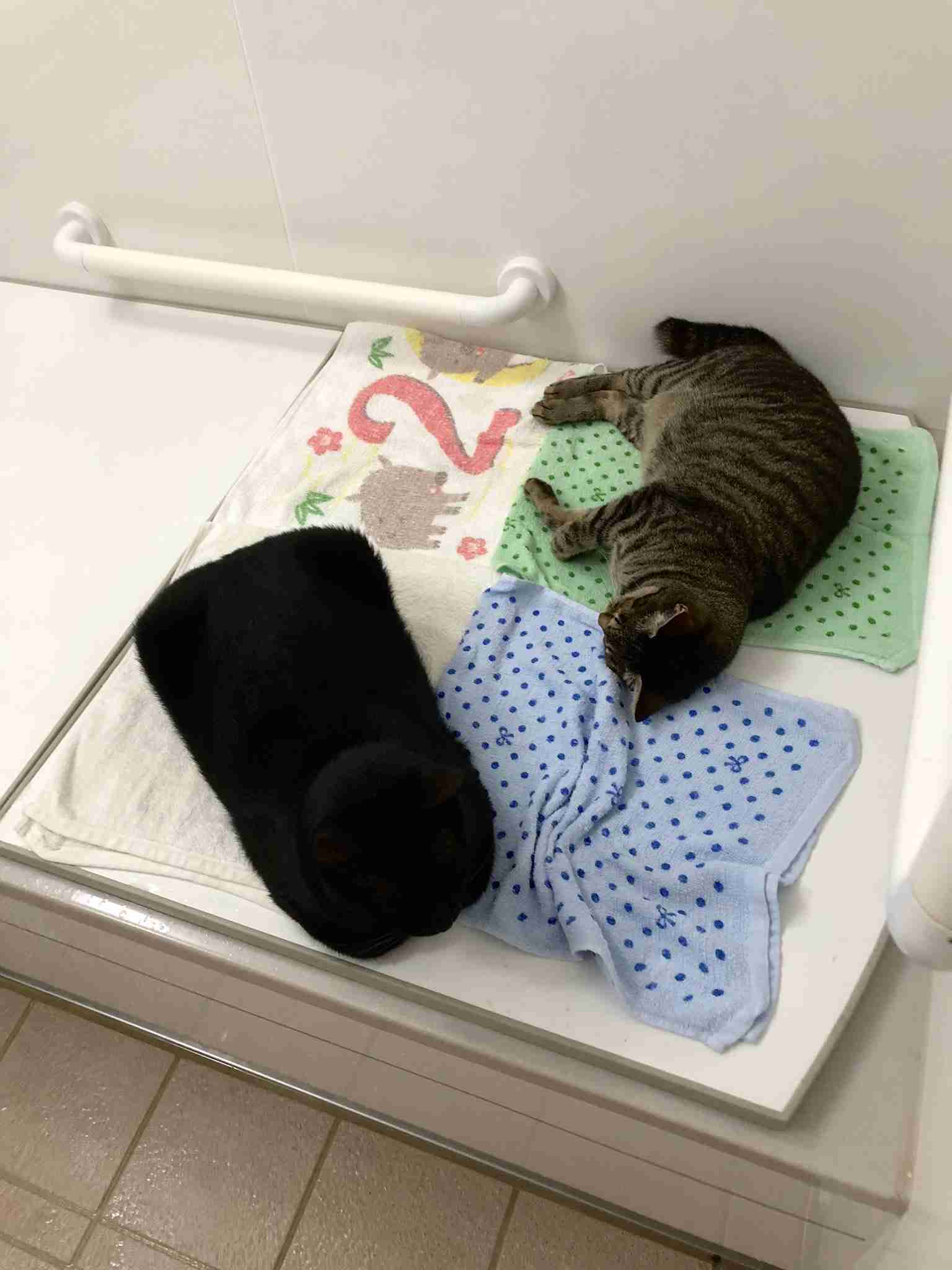 黒猫が好き！