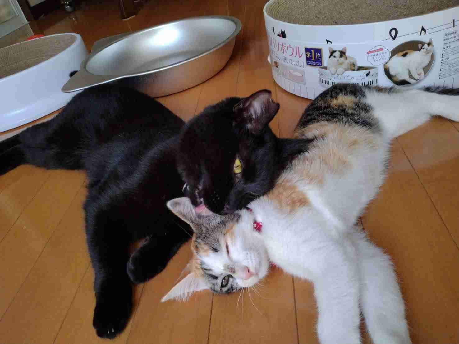 黒猫が好き！