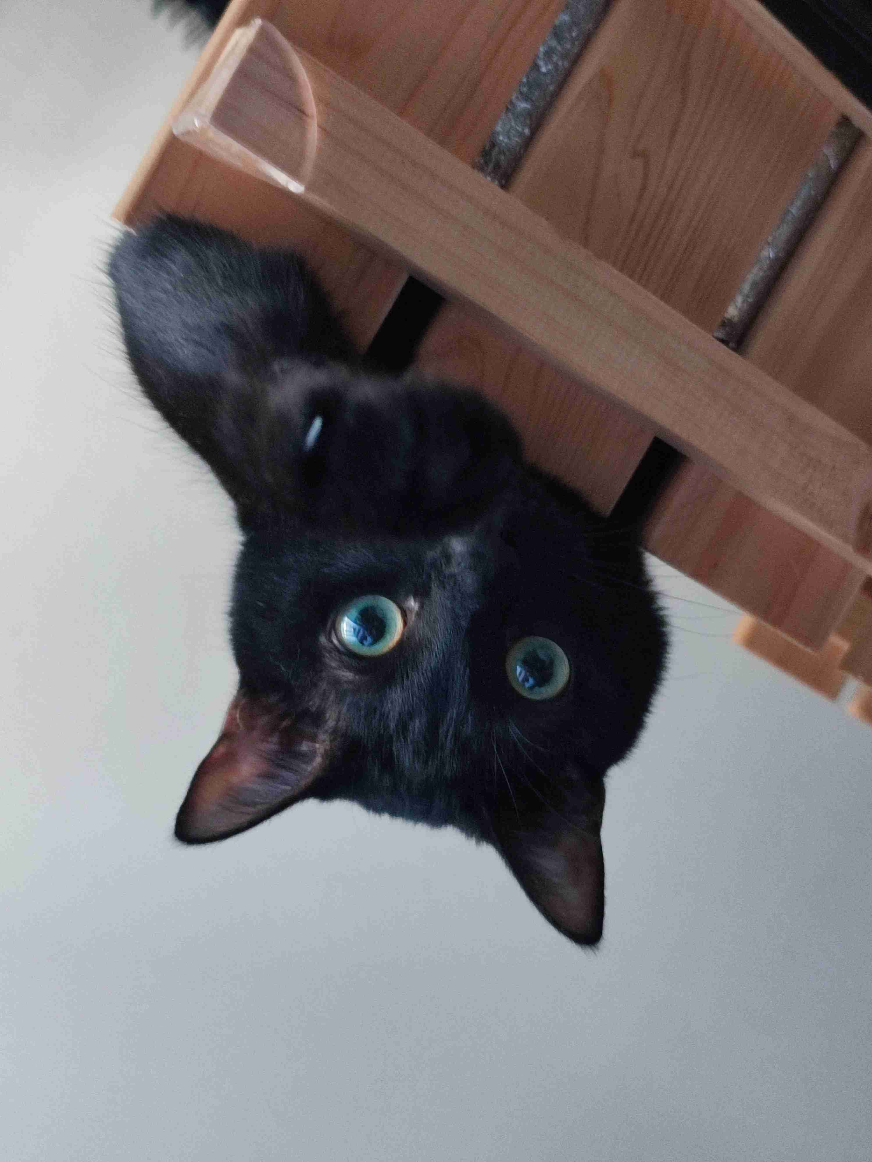 黒猫が好き！
