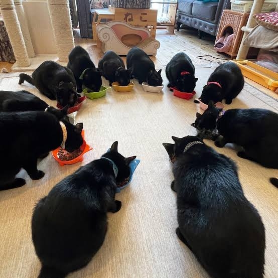 黒猫が好き！