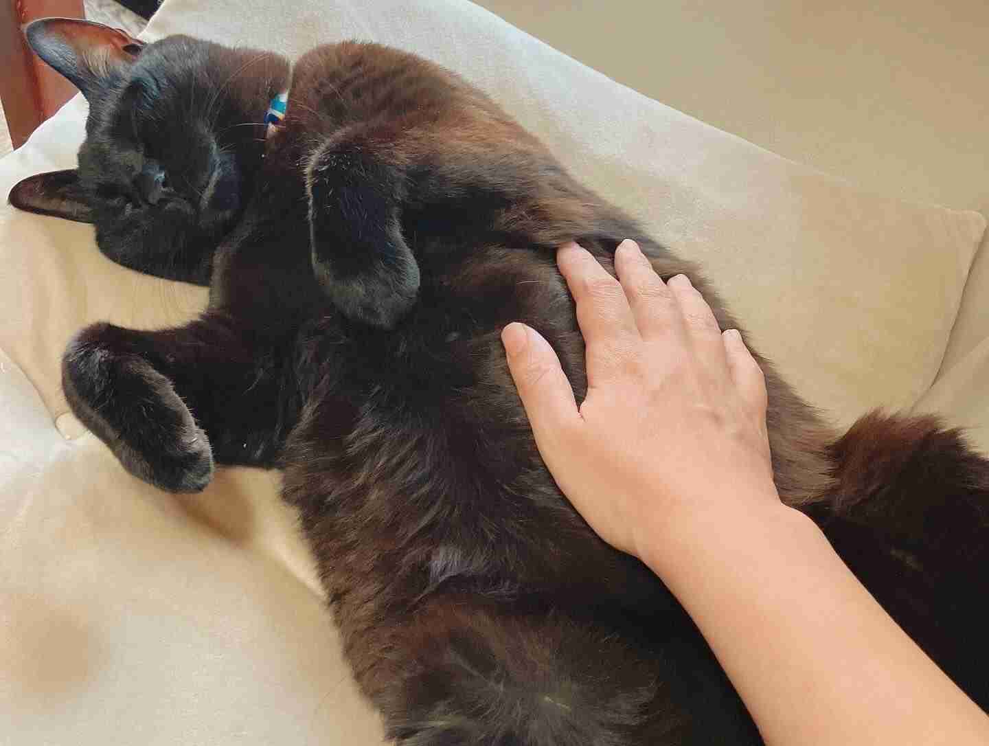 黒猫が好き！
