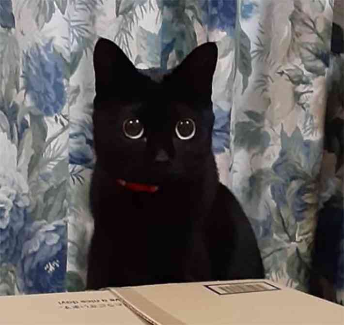 黒猫が好き！