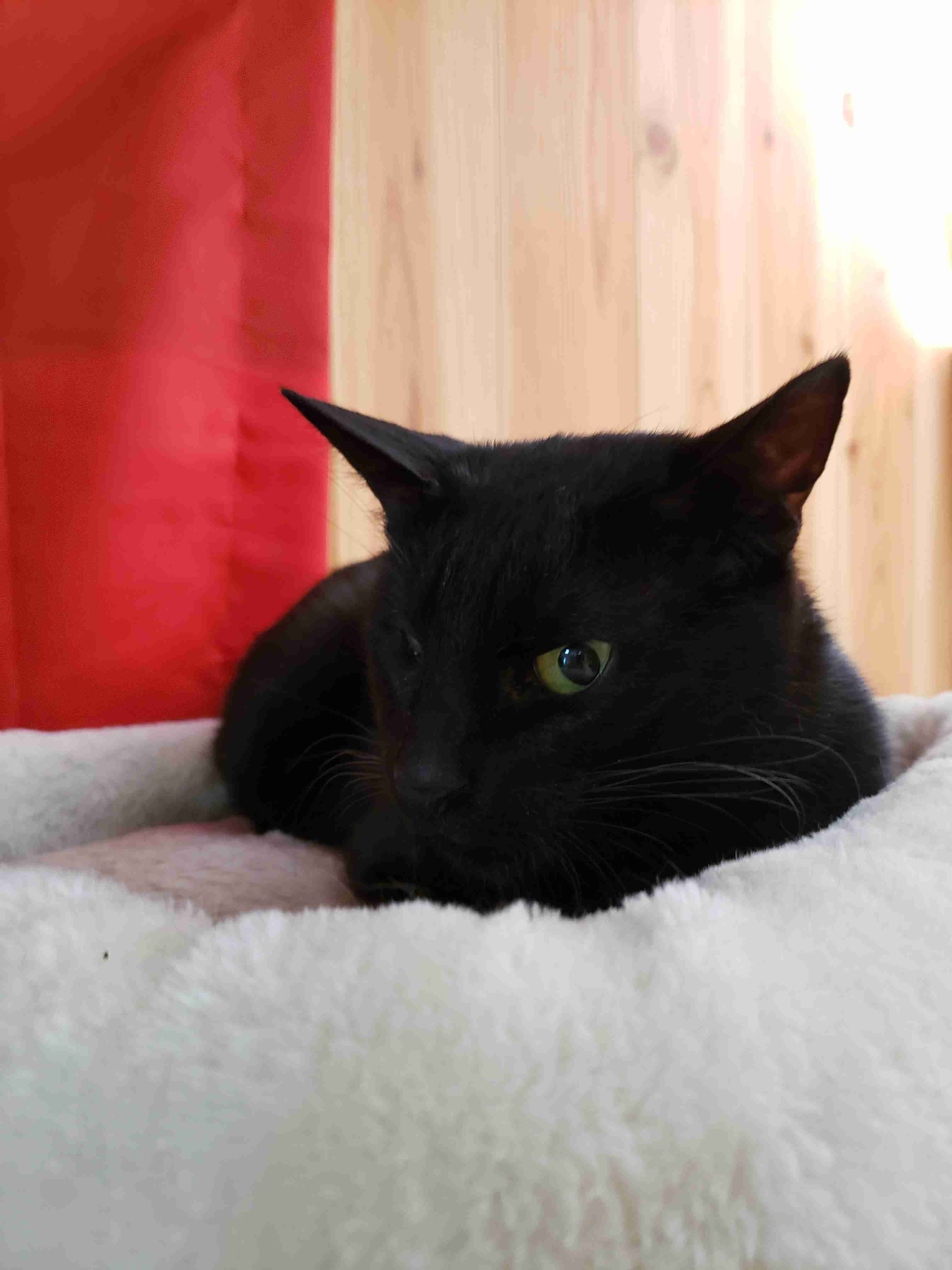 黒猫が好き！