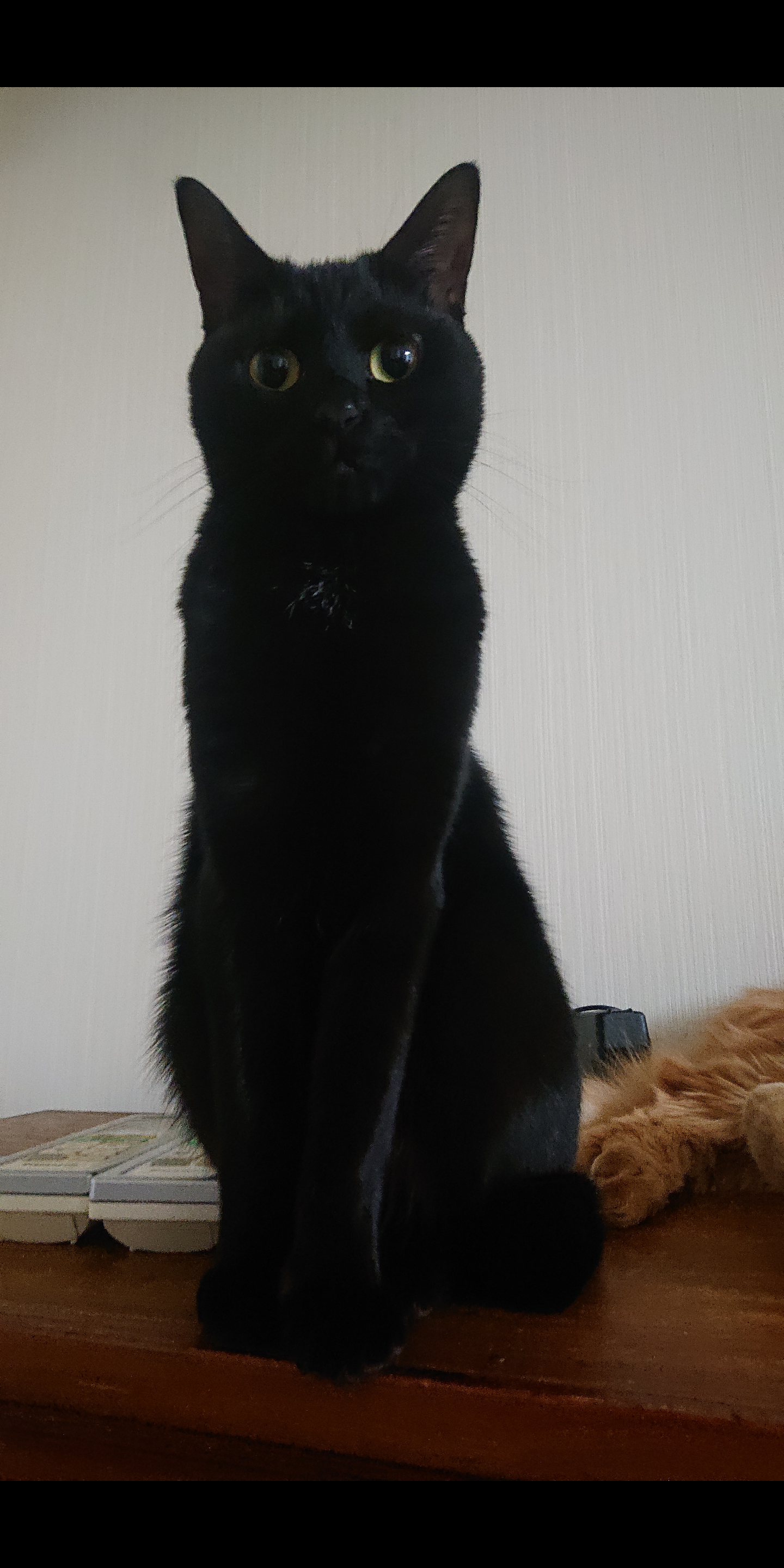 黒猫が好き！
