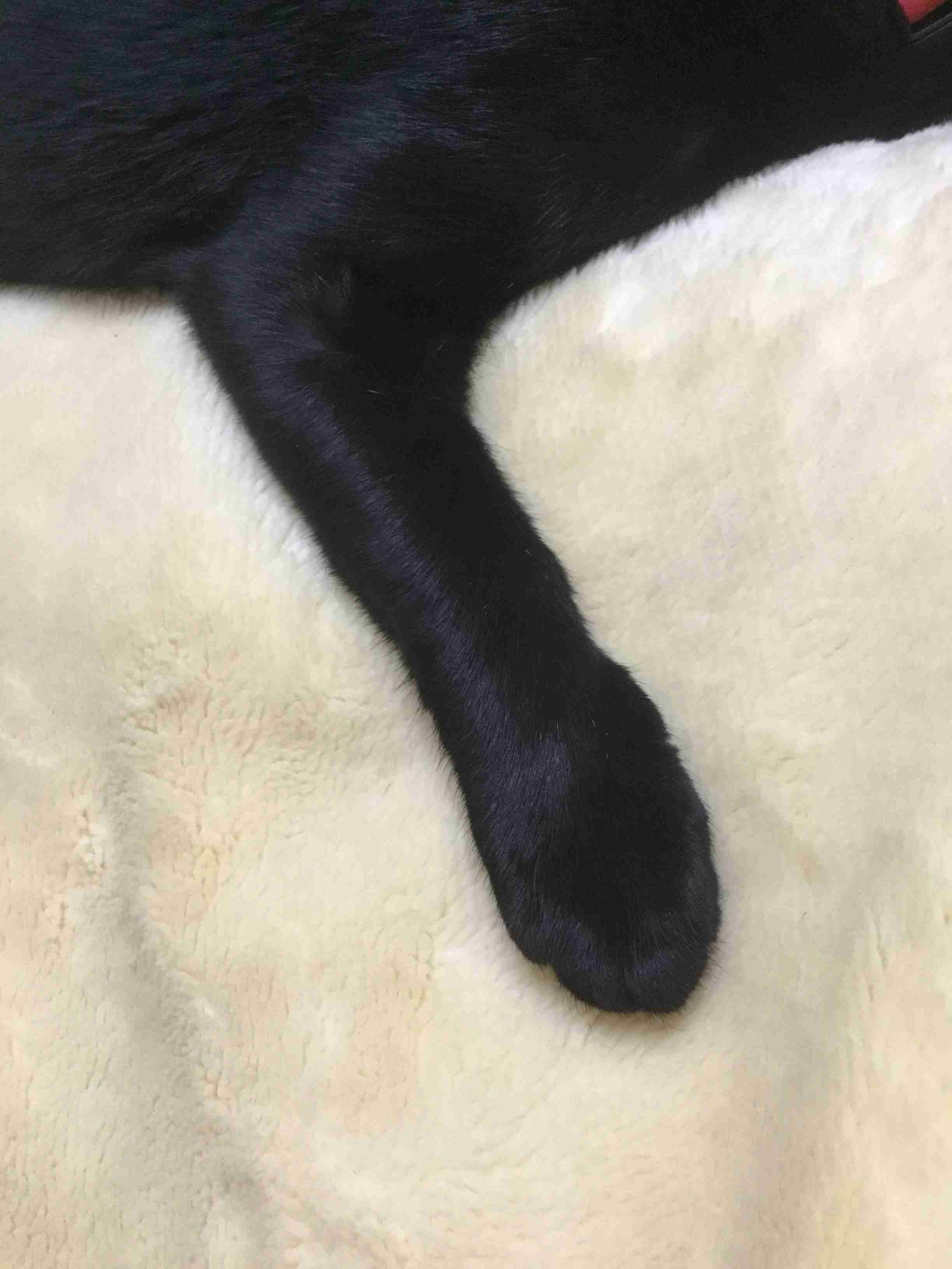 黒猫が好き！
