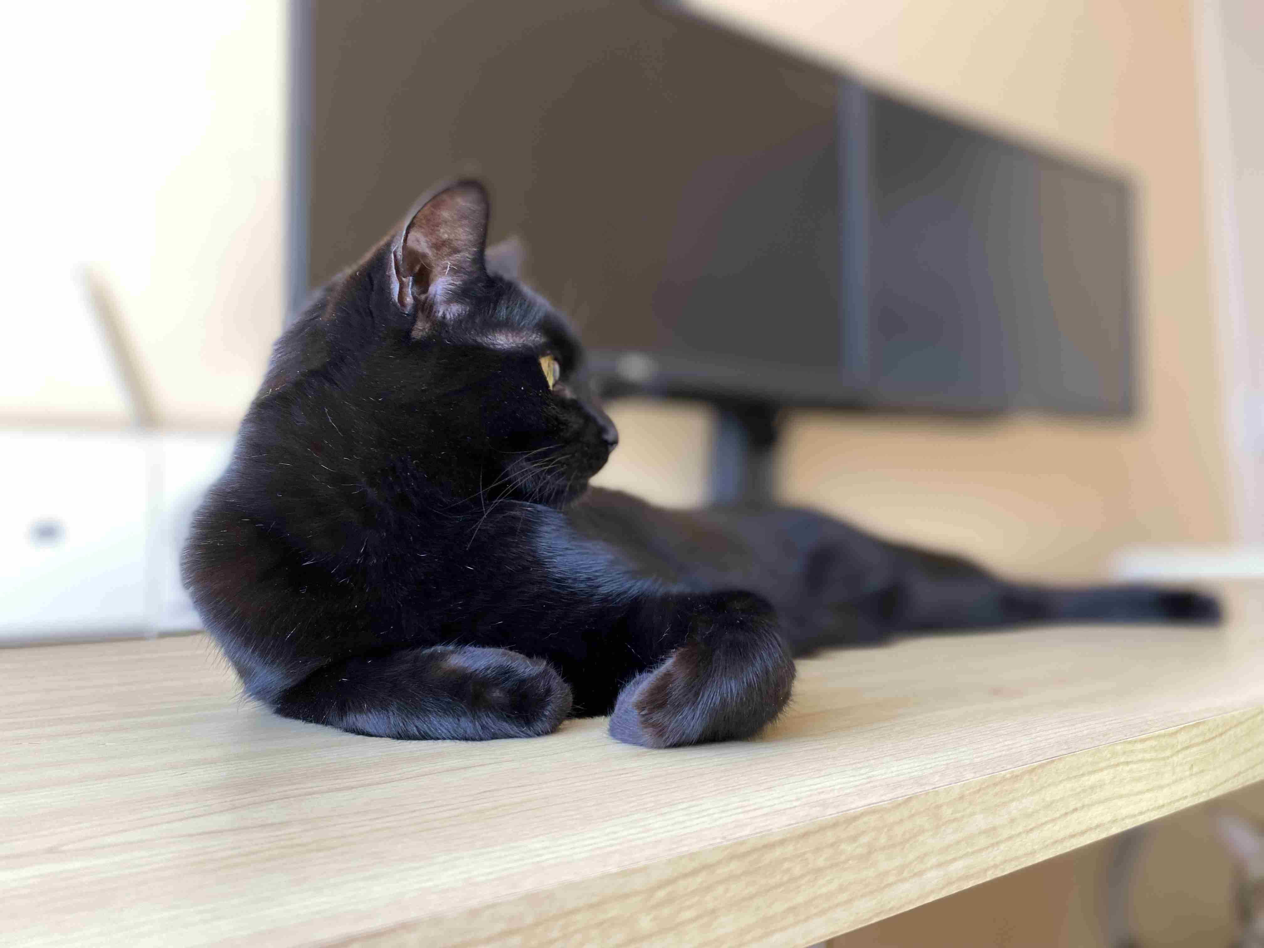 黒猫が好き！