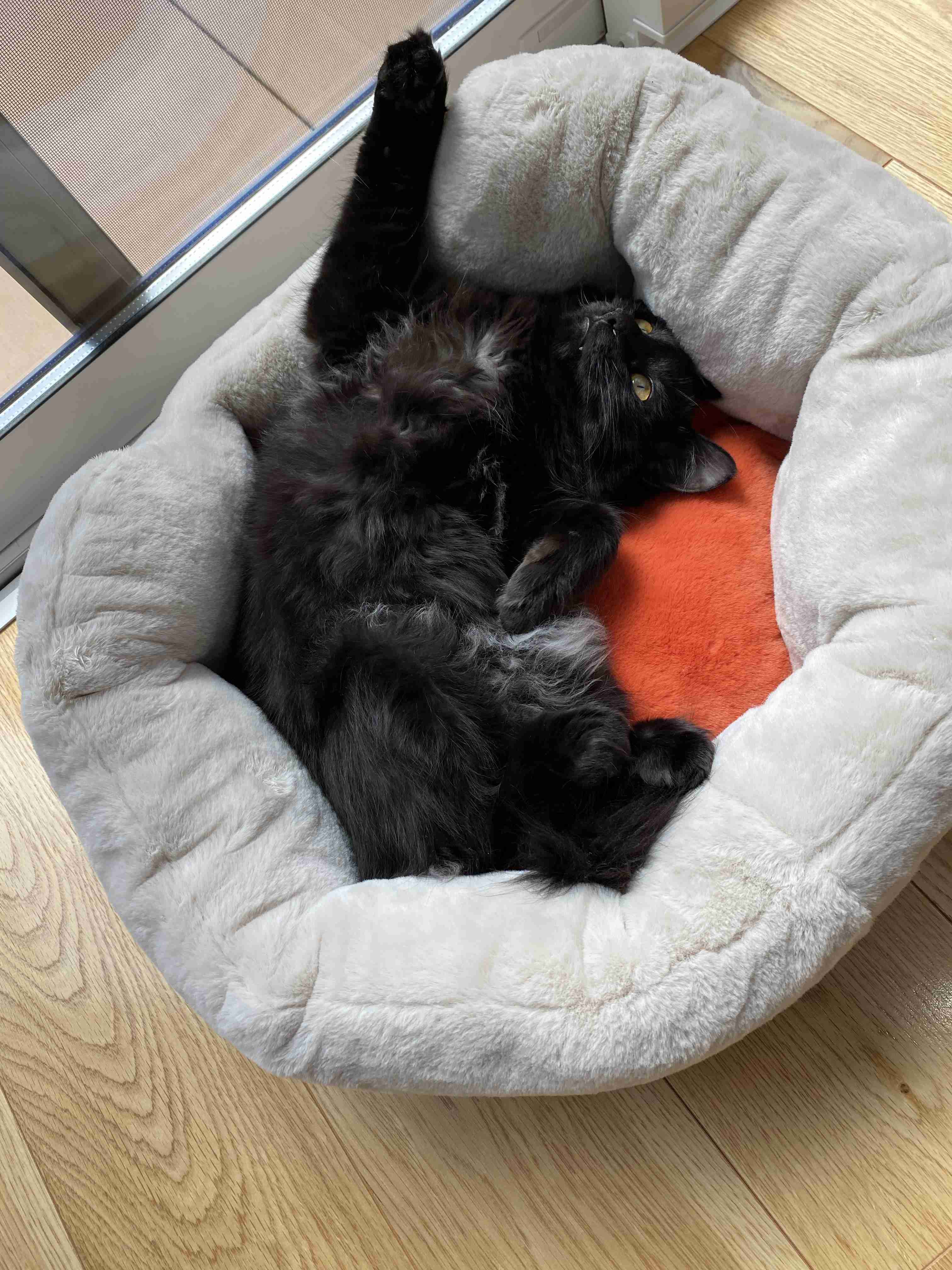 黒猫が好き！