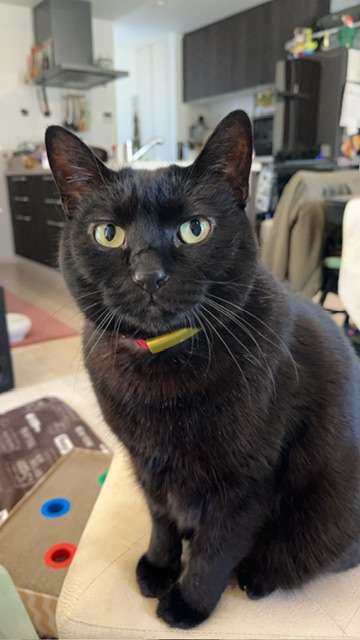 黒猫が好き！