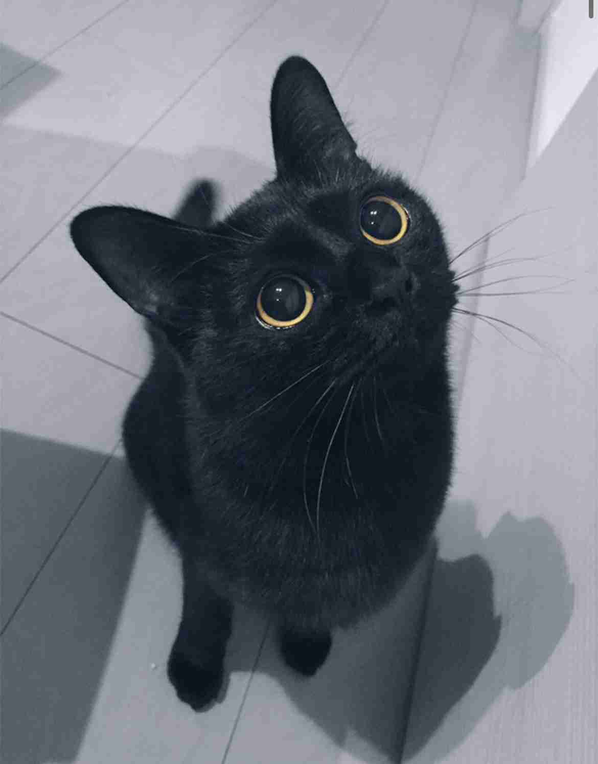 黒猫が好き！