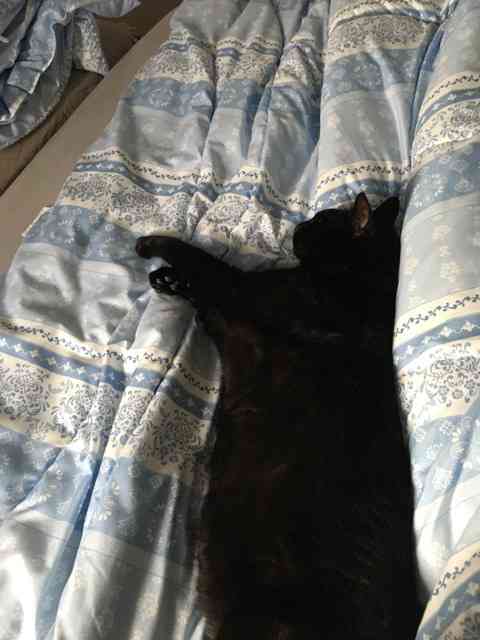 黒猫が好き！