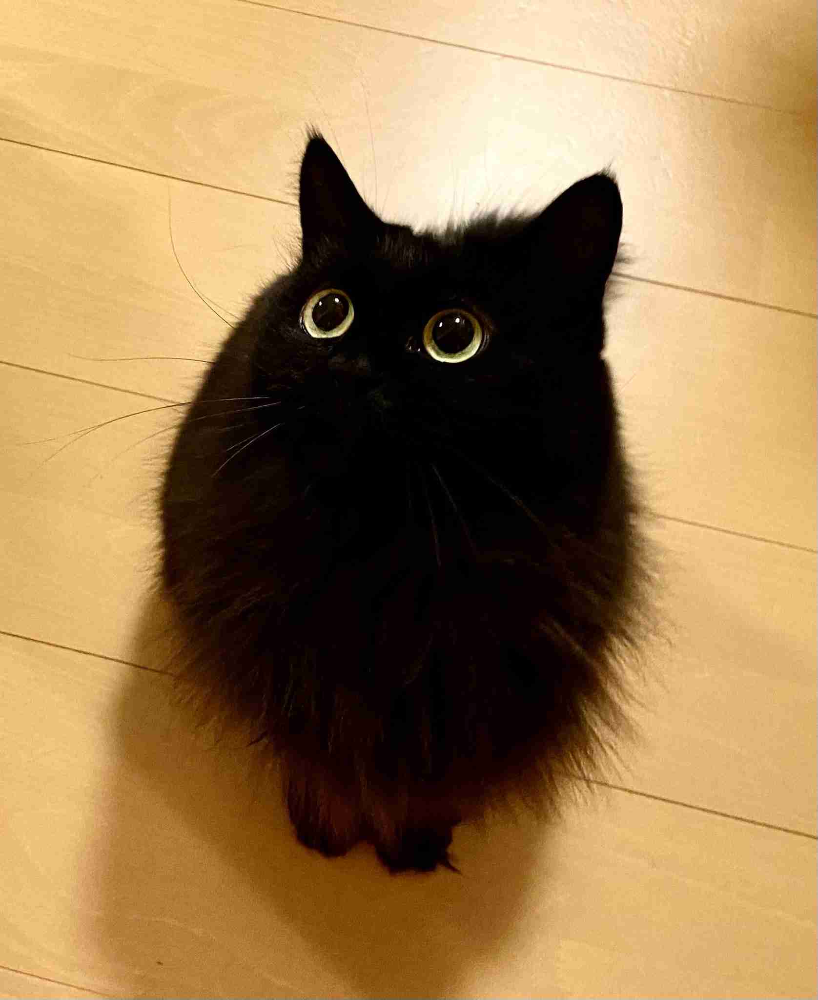 黒猫が好き！