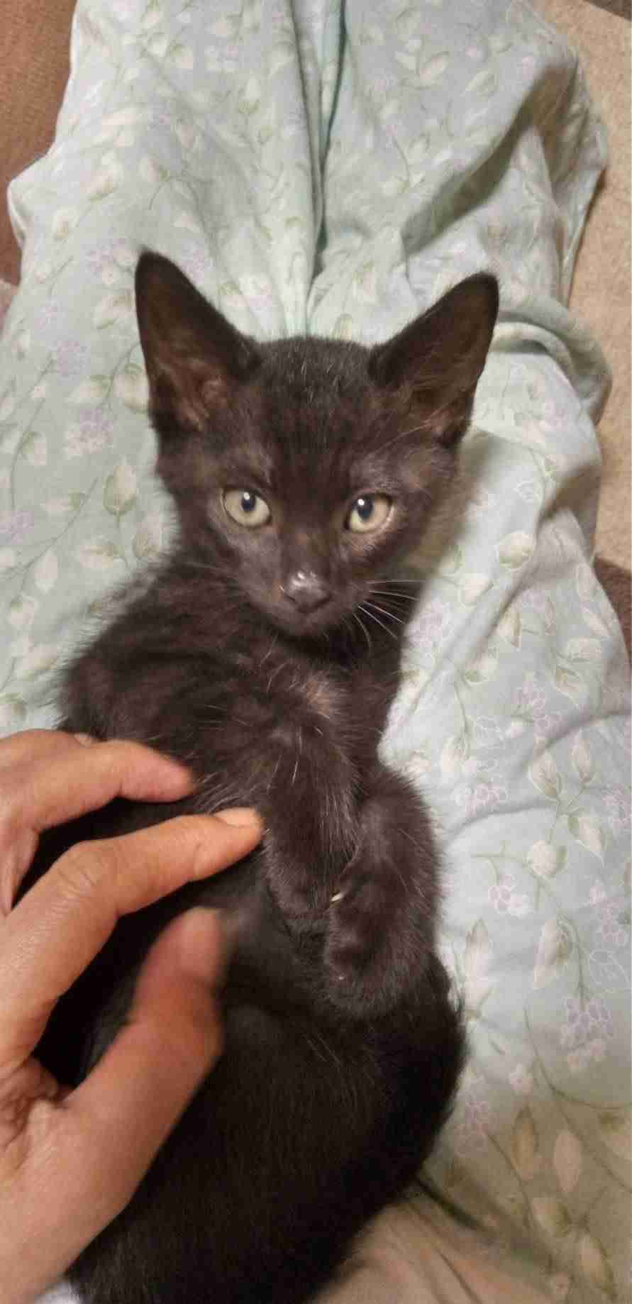 黒猫が好き！