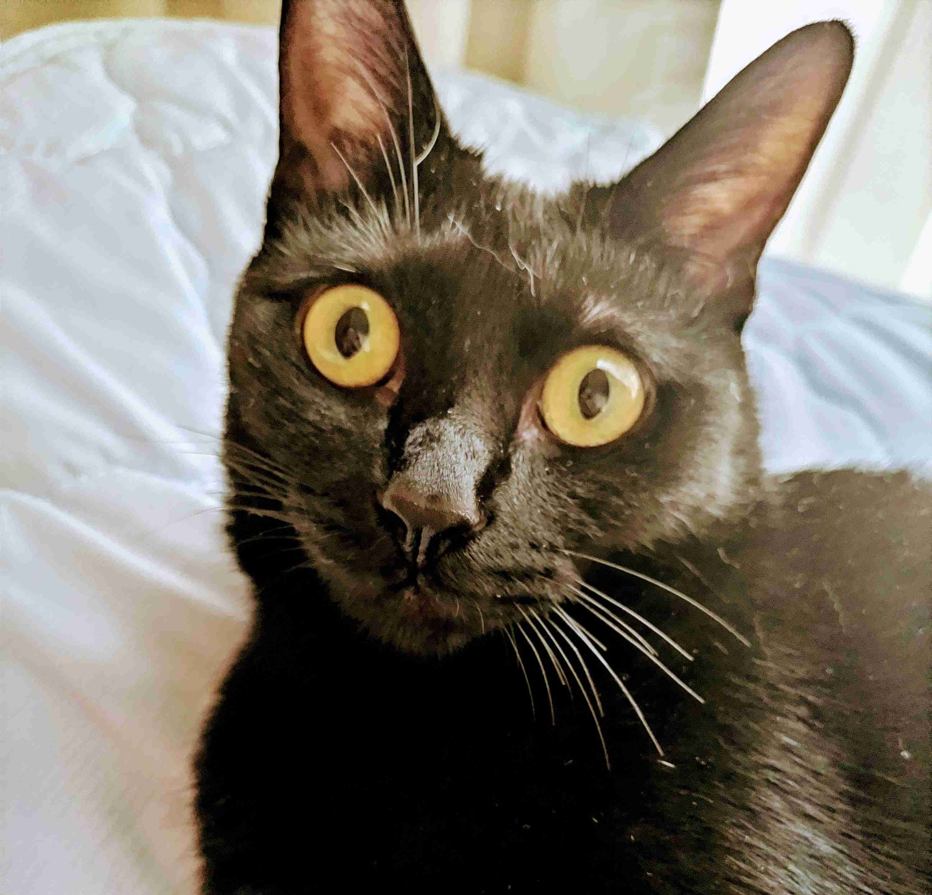 黒猫が好き！