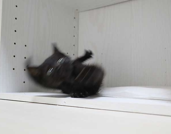 黒猫が好き！