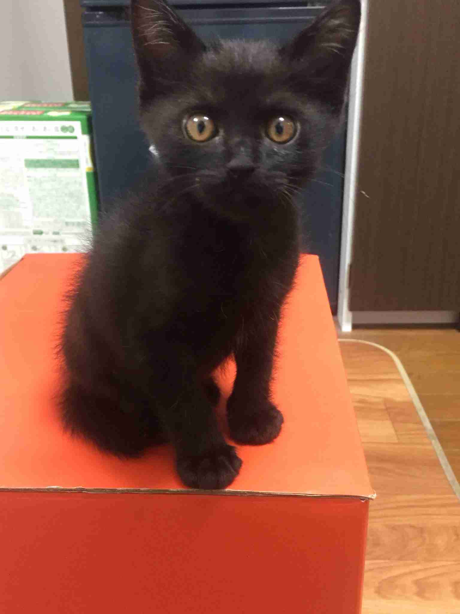 黒猫が好き！