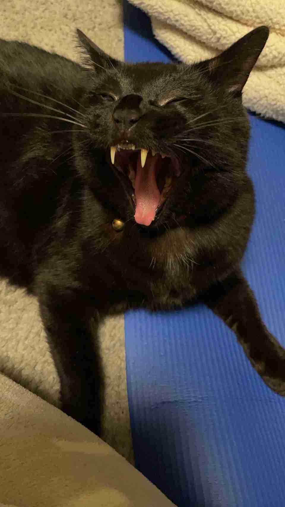 黒猫が好き！