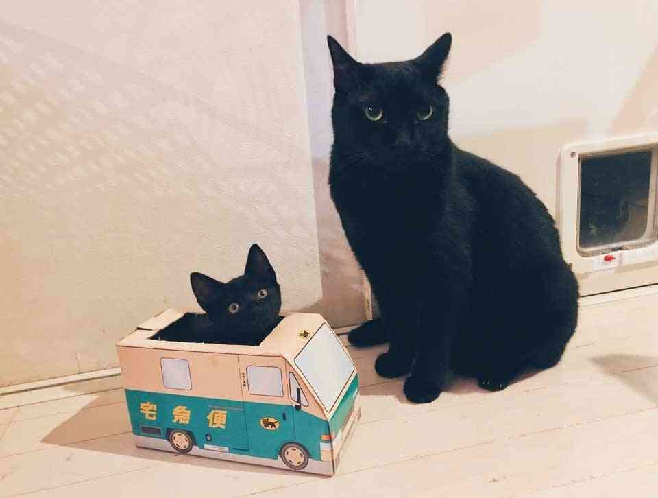 黒猫が好き！