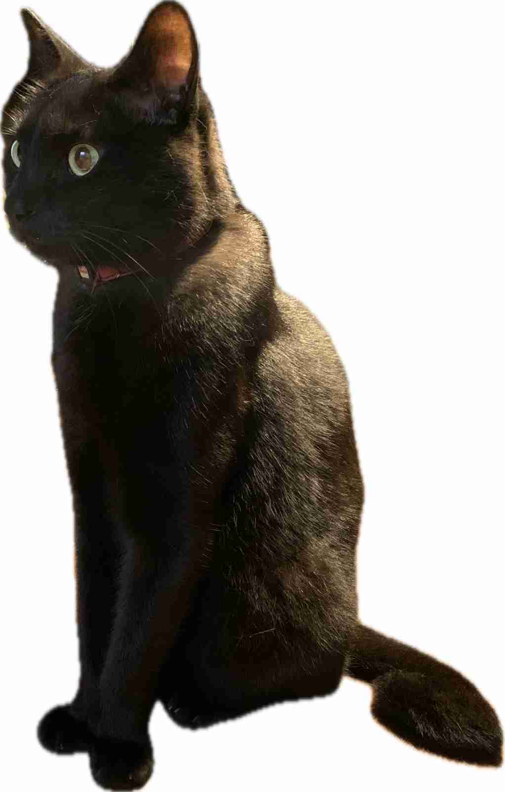 黒猫が好き！