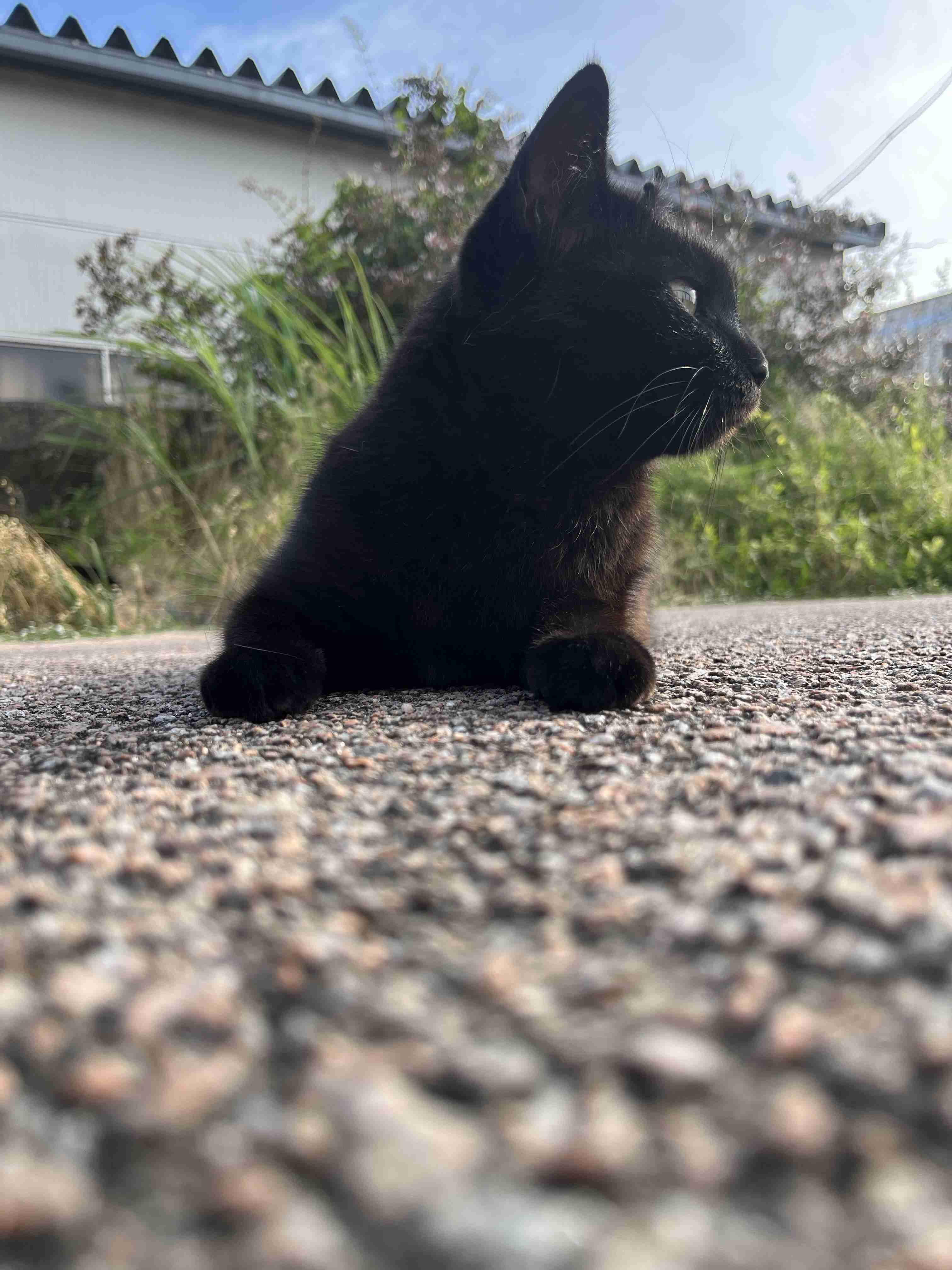 黒猫が好き！
