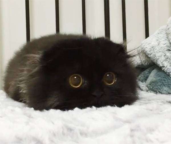 黒猫が好き！