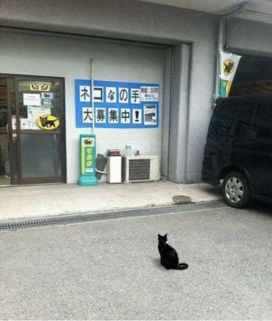 黒猫が好き！