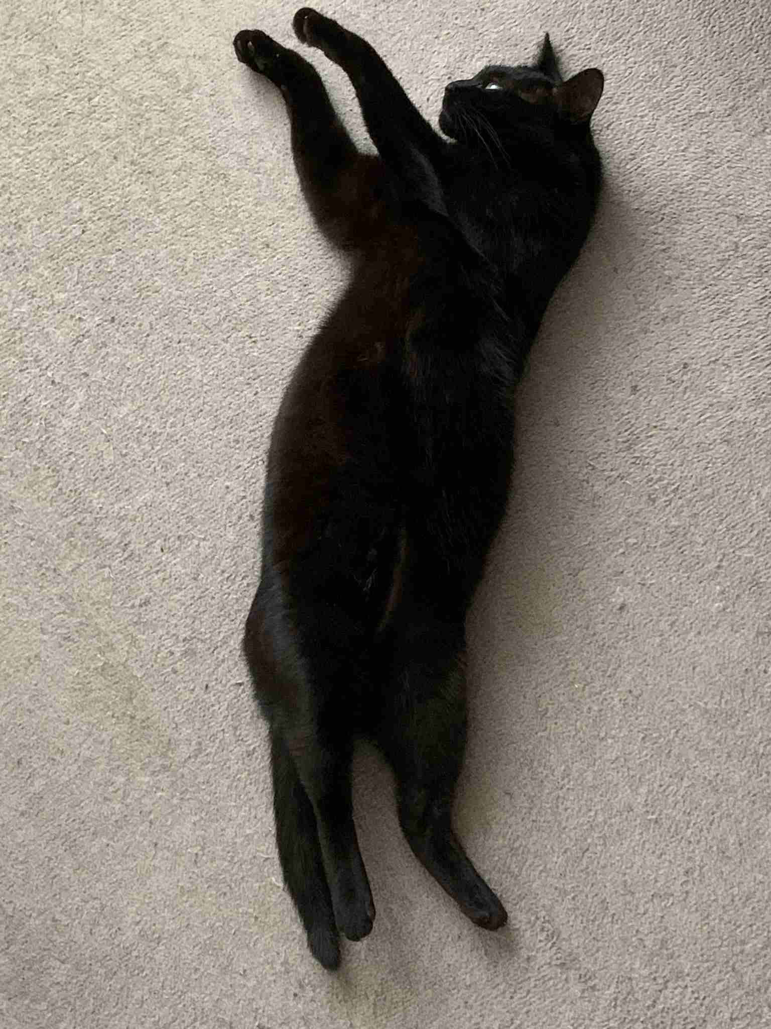 黒猫が好き！