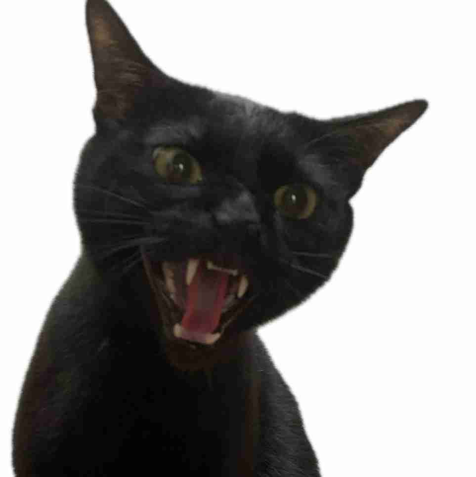 黒猫が好き！