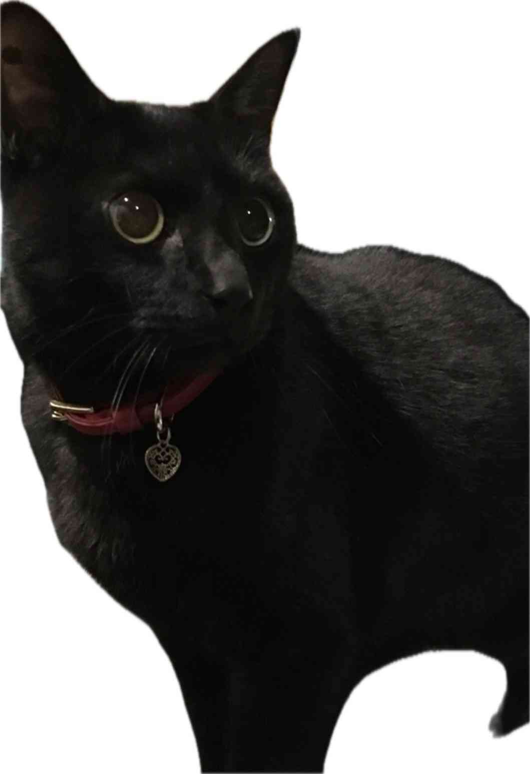 黒猫が好き！