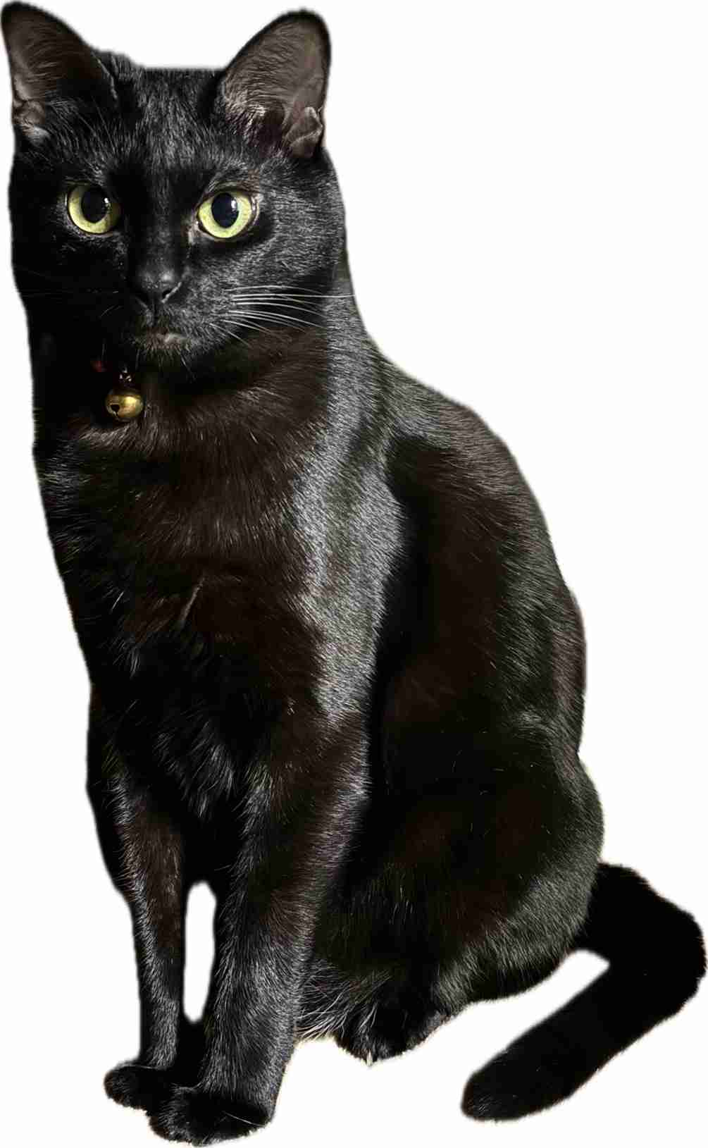 黒猫が好き！