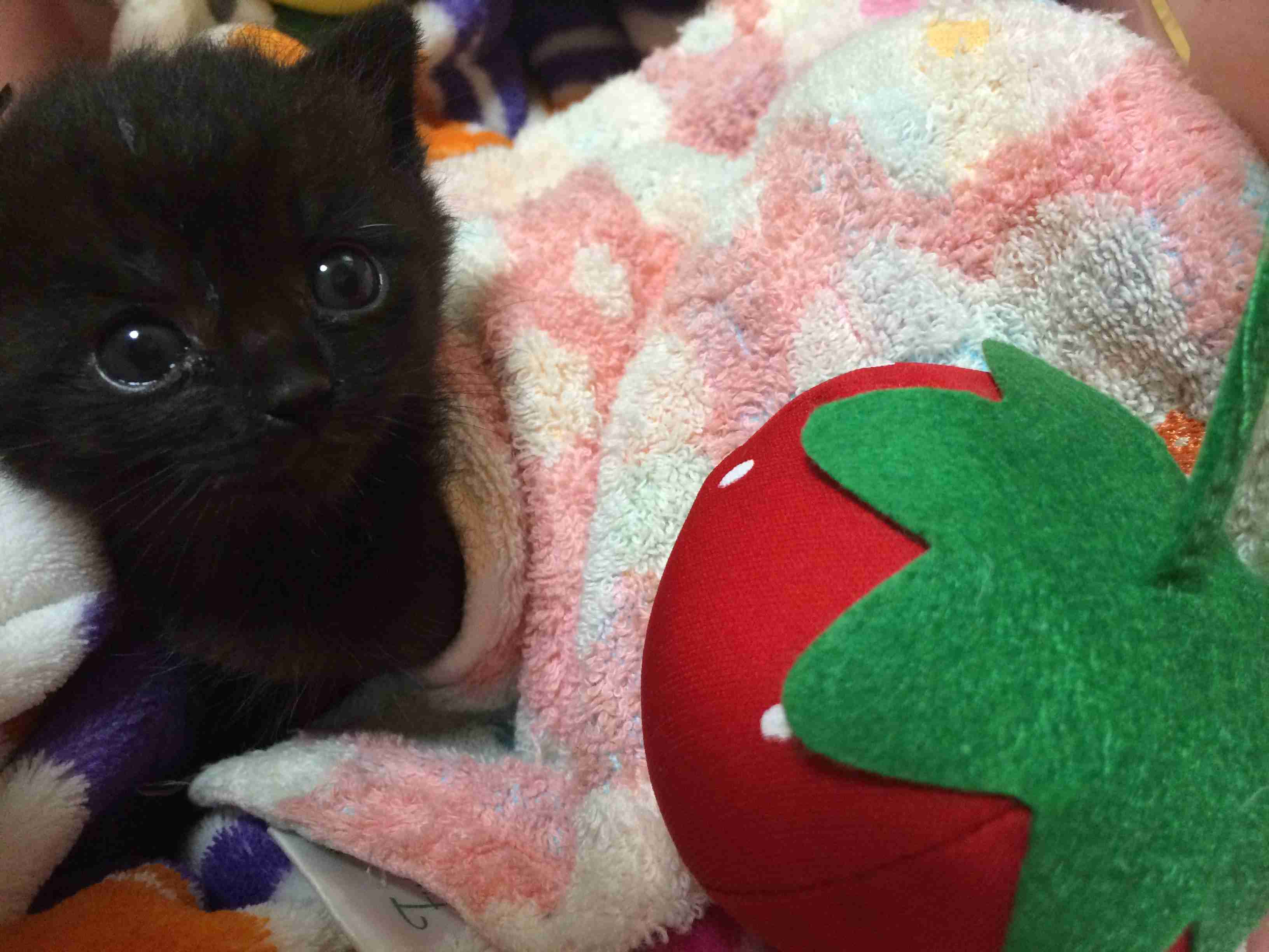 黒猫が好き！