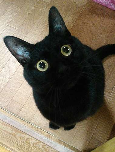 黒猫が好き！