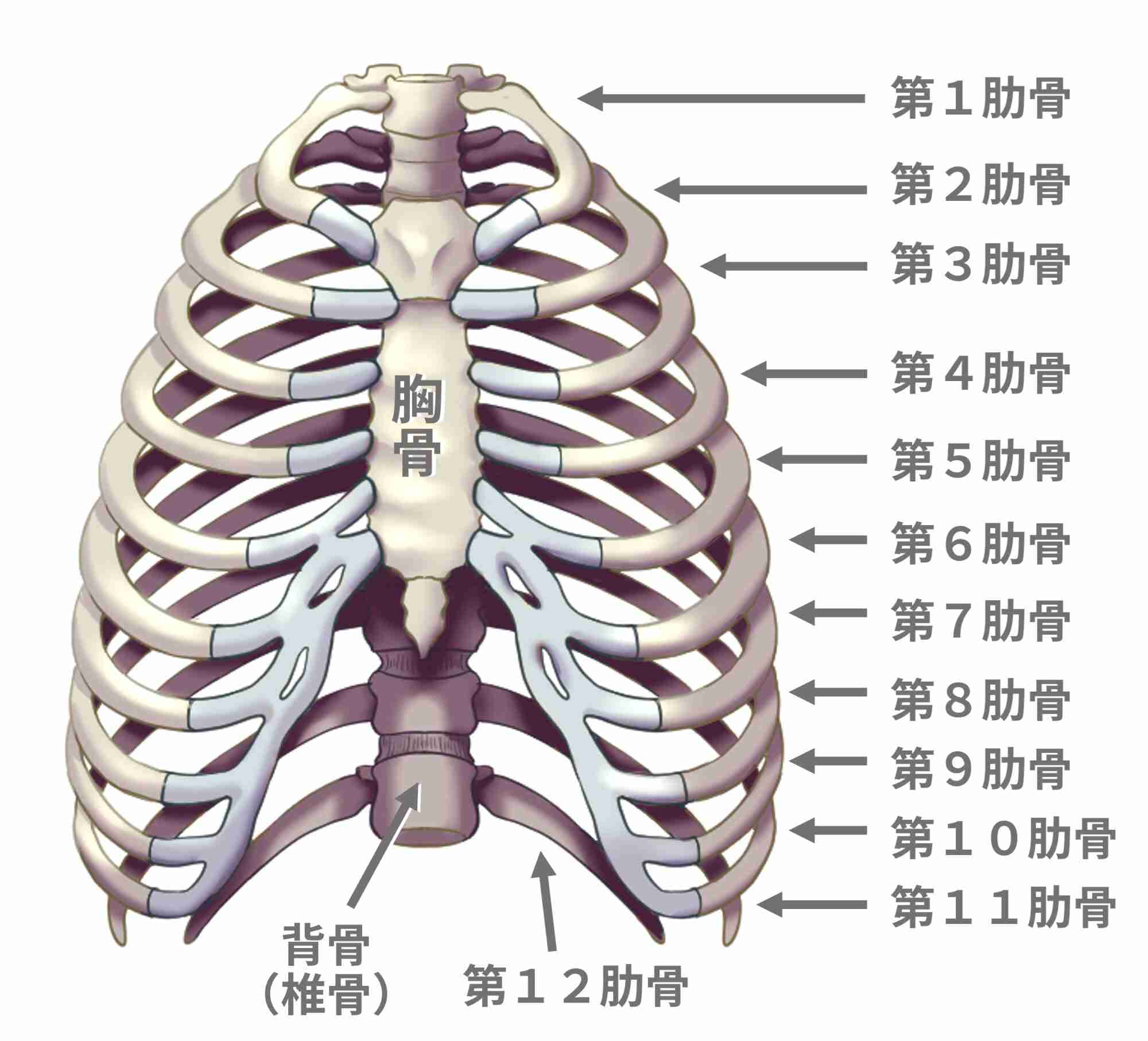 肋骨の主張がすごい人
