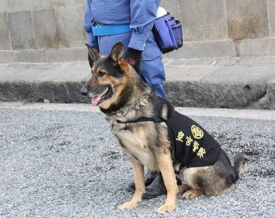 枕のにおい嗅ぎわずか16分、鼻先向けると…　警察犬ヴィクトール号、尼崎で不明者を発見