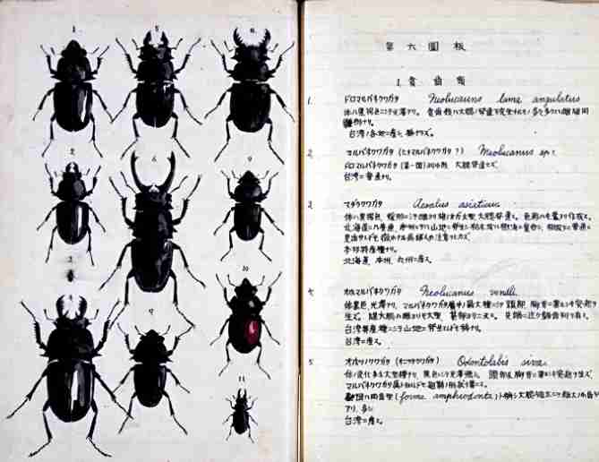 あえて言えばどちらの漫画家の方が絵が上手いと思う？でプラスマイナス