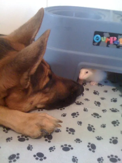 どこかに何かが隠れているような画像