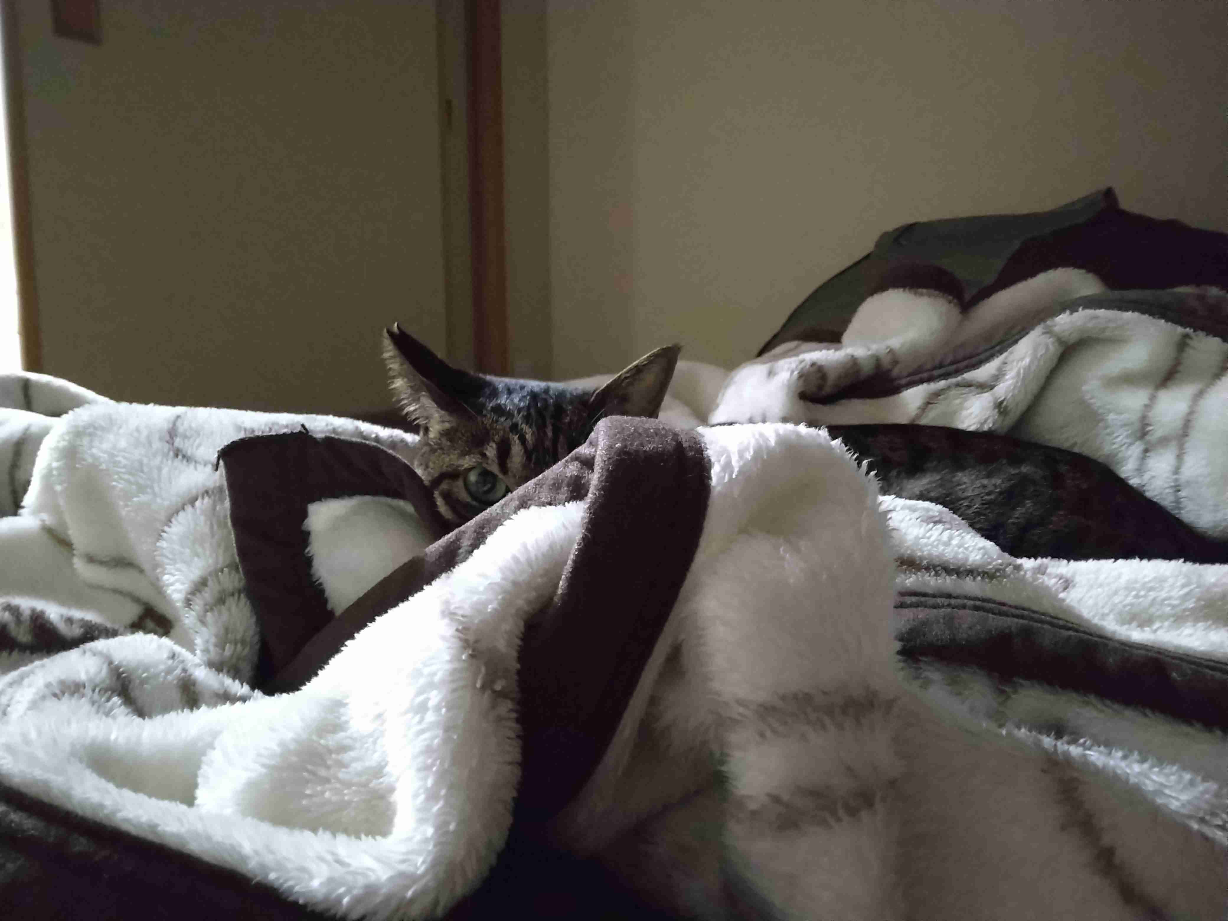 どこかに何かが隠れているような画像