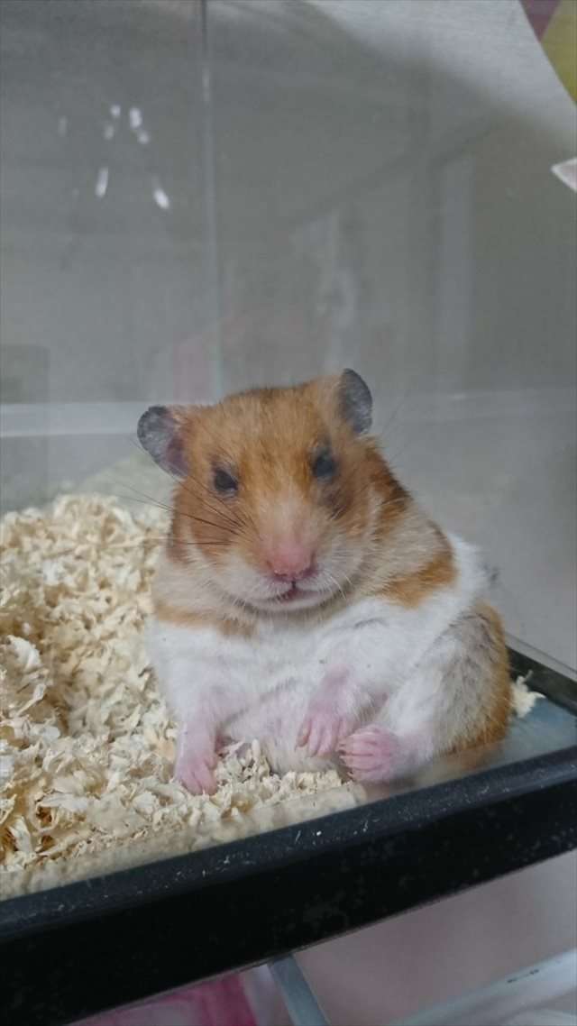 どこかに何かが隠れているような画像