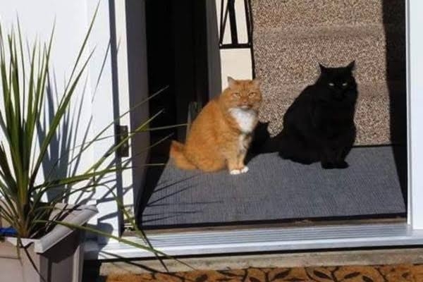 どこかに何かが隠れているような画像