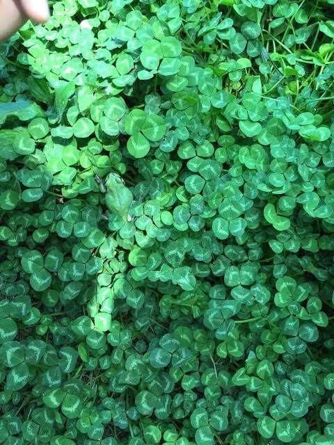 どこかに何かが隠れているような画像