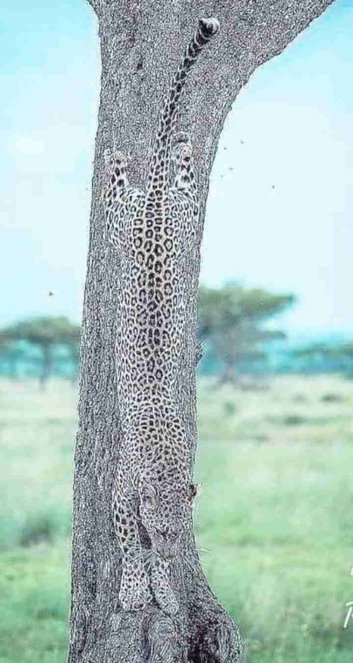 どこかに何かが隠れているような画像