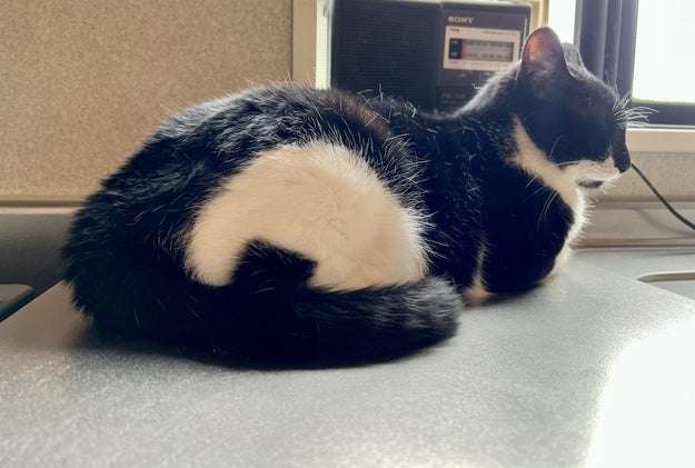 どこかに何かが隠れているような画像