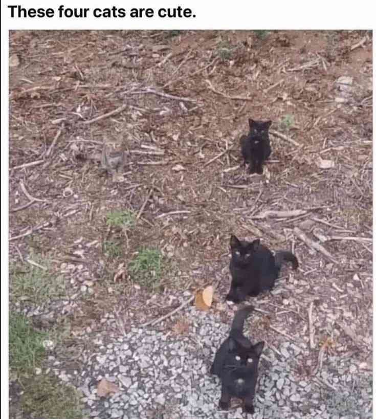 どこかに何かが隠れているような画像