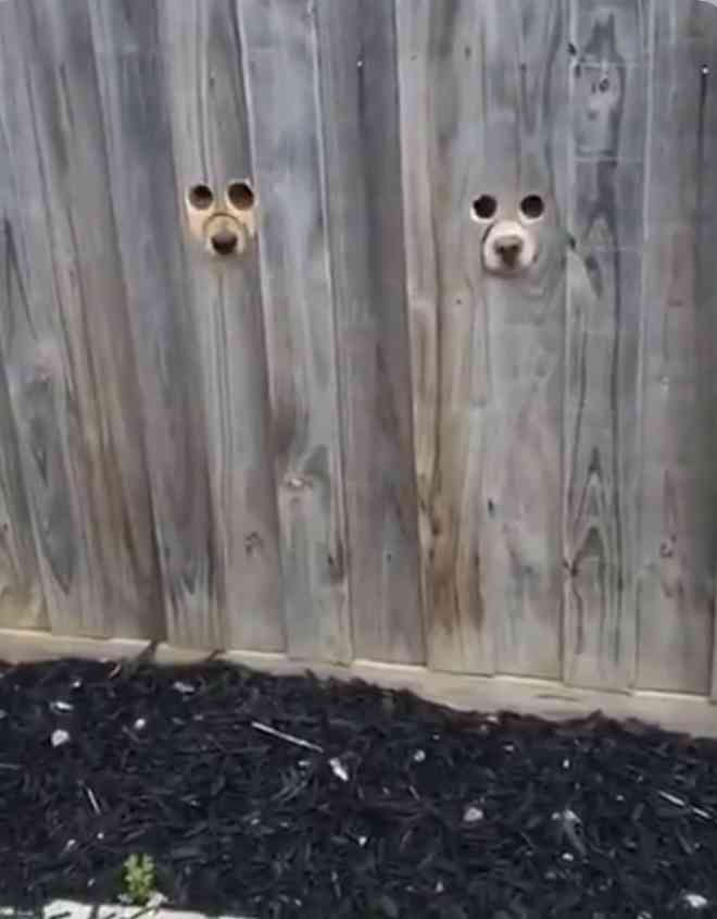 どこかに何かが隠れているような画像