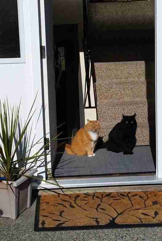 どこかに何かが隠れているような画像