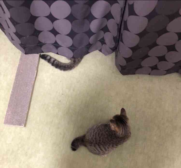 どこかに何かが隠れているような画像