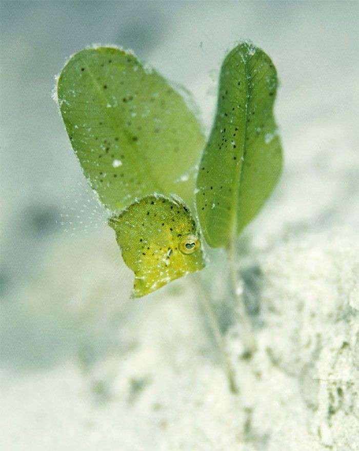 どこかに何かが隠れているような画像