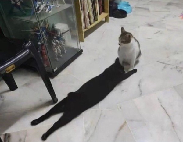 どこかに何かが隠れているような画像